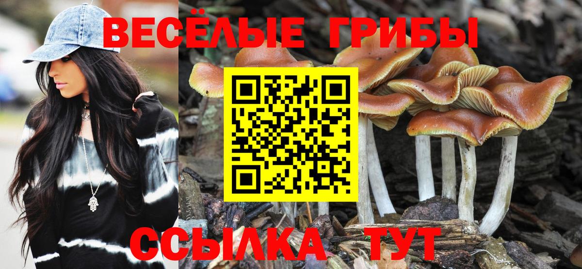 Михайловск  Псилоцибиновые грибы Psilocybe  Вход с VPN 